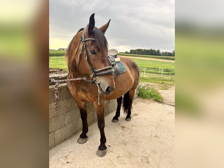 Noriker Stute 5 Jahre 162 cm Brauner in Weinzierl