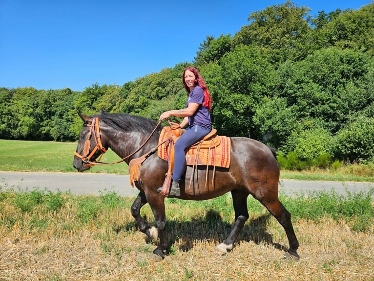 Noriker Stute 5 Jahre 162 cm Rappe in Linkenbach
