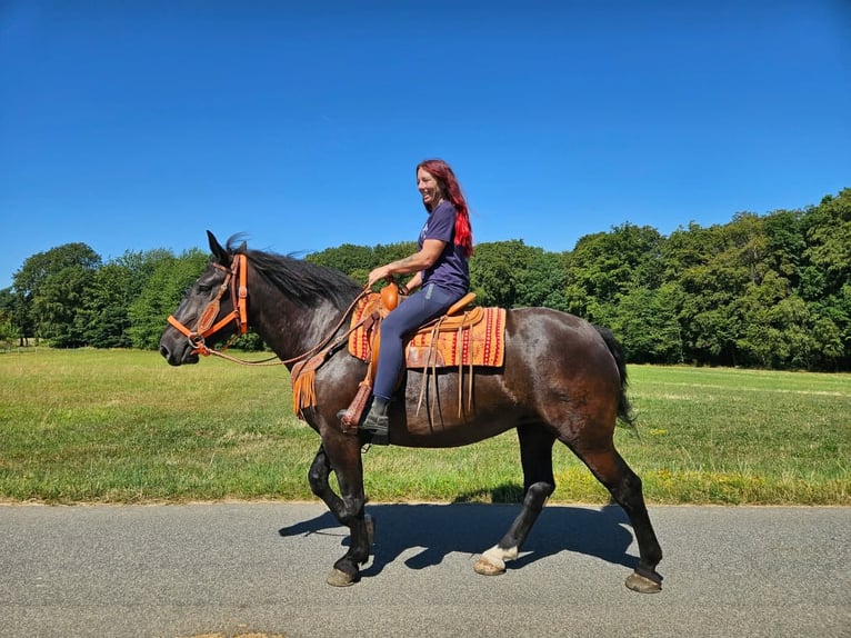 Noriker Stute 5 Jahre 162 cm Rappe in Linkenbach