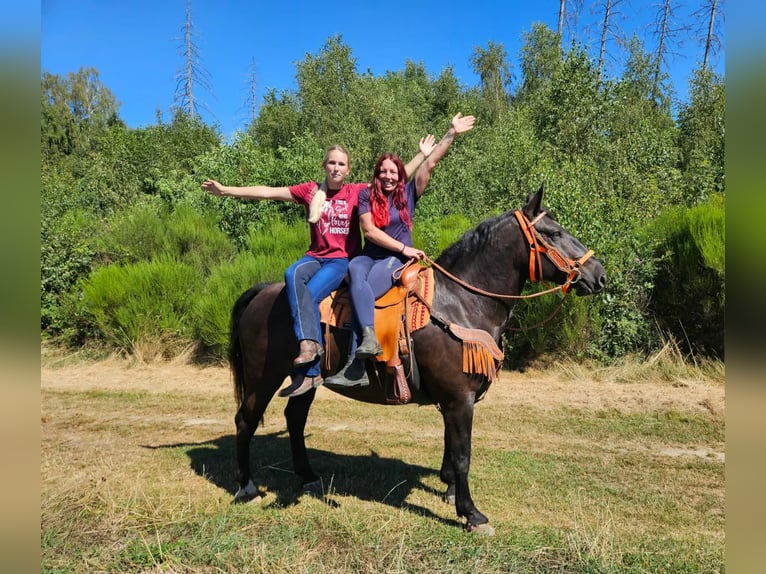 Noriker Stute 5 Jahre 162 cm Rappe in Linkenbach