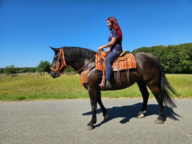 Noriker Stute 5 Jahre 162 cm Rappe in Linkenbach