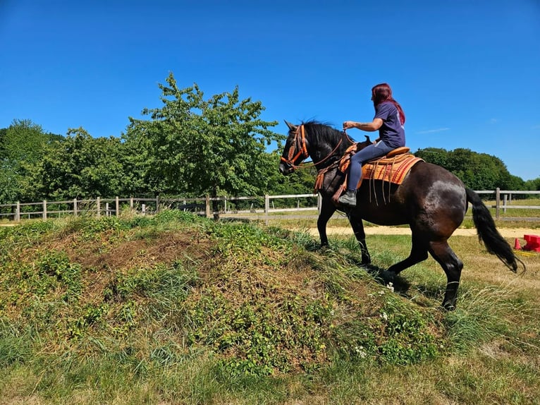 Noriker Stute 5 Jahre 162 cm Rappe in Linkenbach