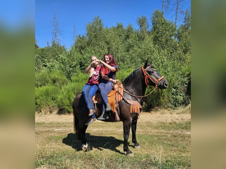 Noriker Stute 5 Jahre 162 cm Rappe in Linkenbach