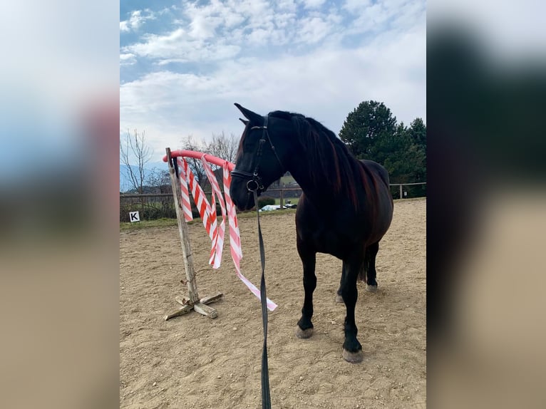 Noriker Stute 5 Jahre 162 cm Rappe in Seeboden am Millstätter See