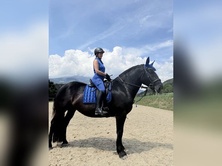 Noriker Stute 5 Jahre 162 cm Rappe in Seeboden am Millstätter See