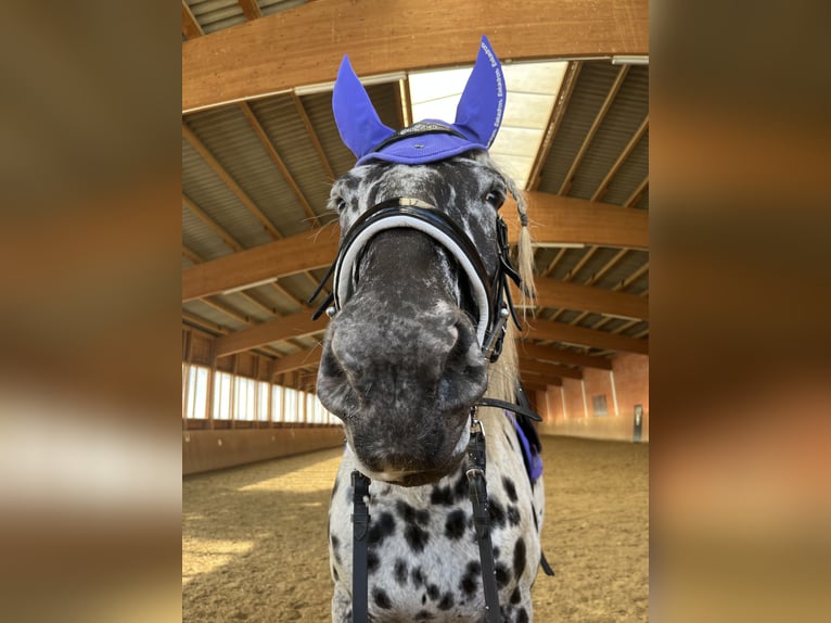 Noriker Stute 5 Jahre 163 cm Tigerschecke in Bad Camberg