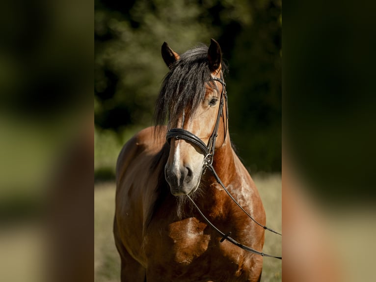 Noriker Stute 5 Jahre 165 cm Brauner in Braunau am Inn