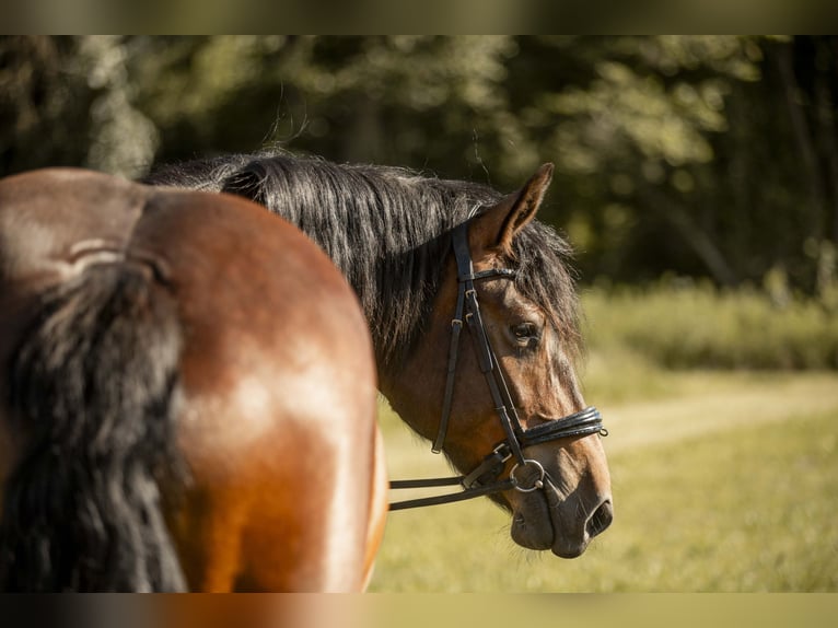 Noriker Stute 5 Jahre 165 cm Brauner in Braunau am Inn
