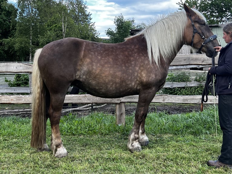 Noriker Stute 5 Jahre 166 cm Dunkelfuchs in Hasselberg