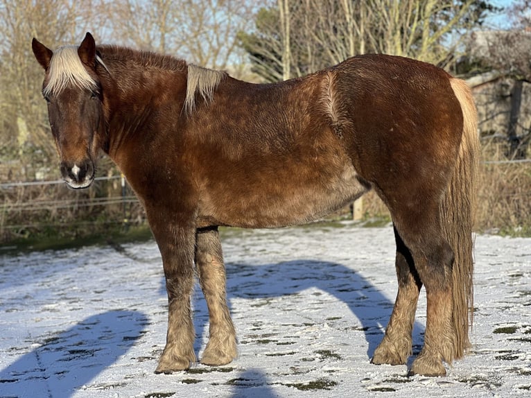Noriker Stute 5 Jahre 166 cm Dunkelfuchs in Hasselberg