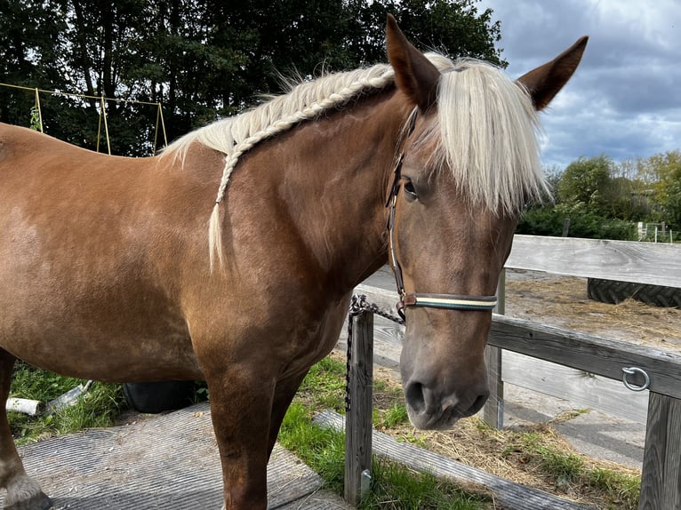 Noriker Stute 5 Jahre 166 cm Dunkelfuchs in Hasselberg
