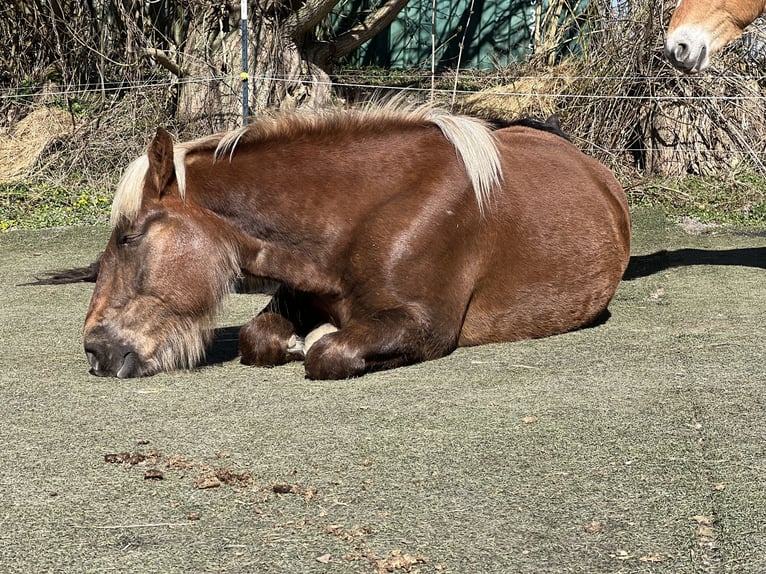 Noriker Stute 5 Jahre 166 cm Dunkelfuchs in Hasselberg