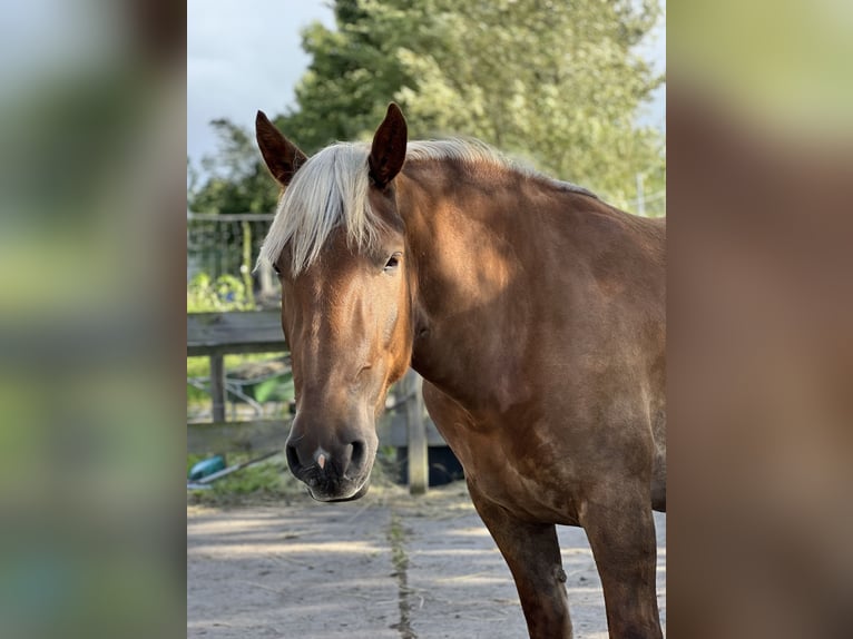 Noriker Stute 5 Jahre 166 cm Dunkelfuchs in Hasselberg