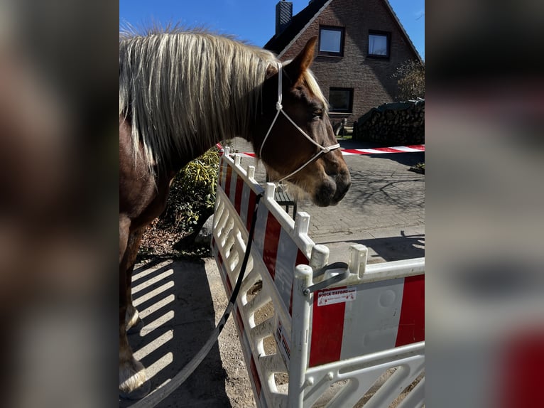 Noriker Stute 5 Jahre 166 cm Dunkelfuchs in Hasselberg