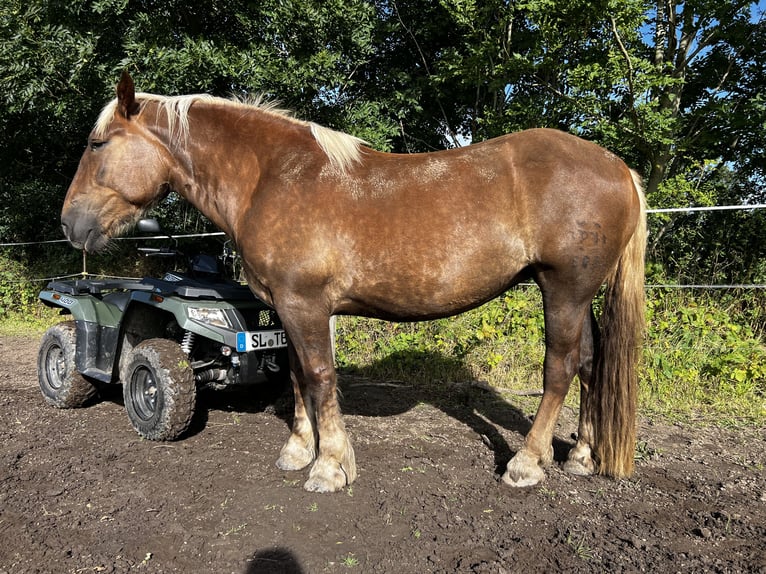Noriker Stute 5 Jahre 166 cm Dunkelfuchs in Hasselberg