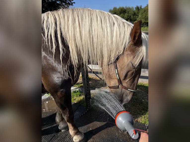 Noriker Stute 5 Jahre 166 cm Dunkelfuchs in Hasselberg