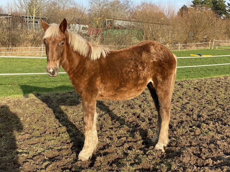 Noriker Stute 5 Jahre 166 cm Dunkelfuchs in Hasselberg