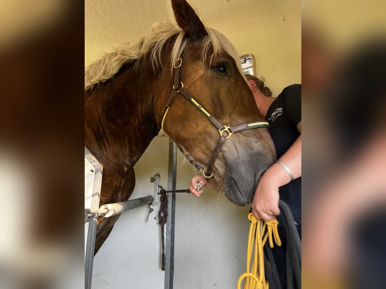 Noriker Stute 5 Jahre 166 cm Dunkelfuchs in Hasselberg