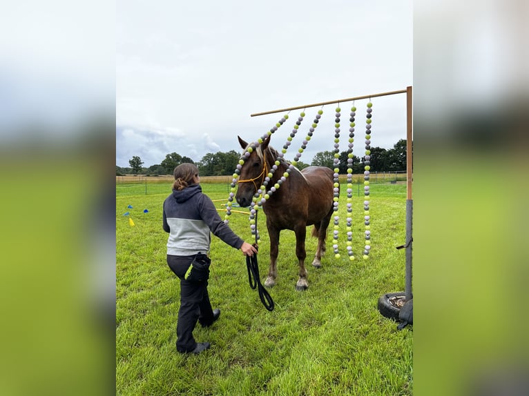 Noriker Stute 5 Jahre 166 cm Dunkelfuchs in Hasselberg