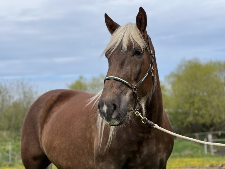Noriker Stute 5 Jahre 166 cm Dunkelfuchs in Hasselberg