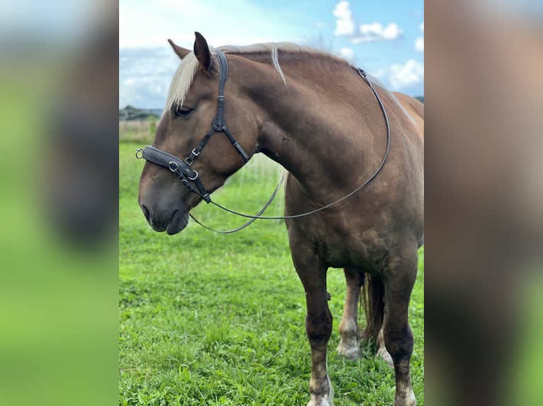 Noriker Stute 5 Jahre 166 cm Dunkelfuchs in Hasselberg