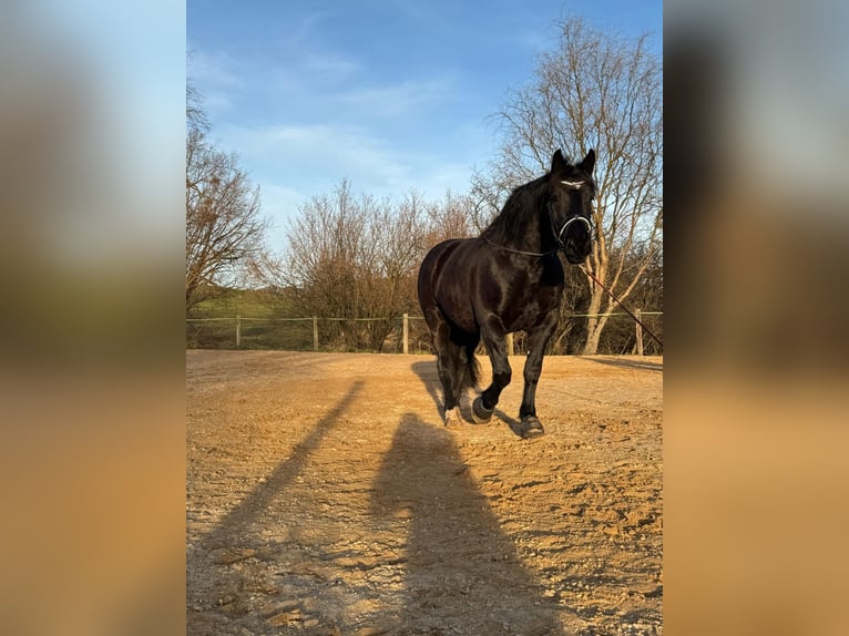 Noriker Stute 5 Jahre 167 cm Rappe in Mitterfeld