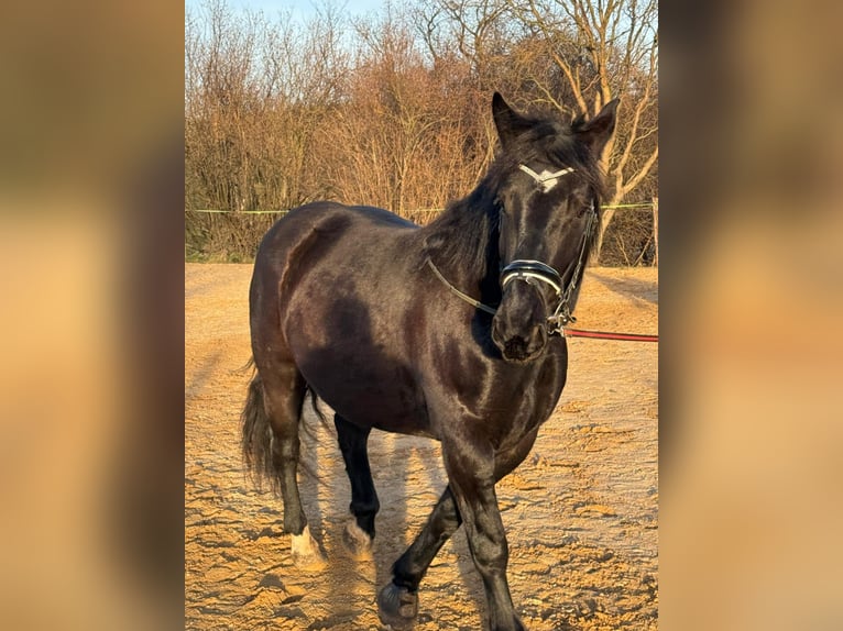 Noriker Stute 5 Jahre 167 cm Rappe in Mitterfeld