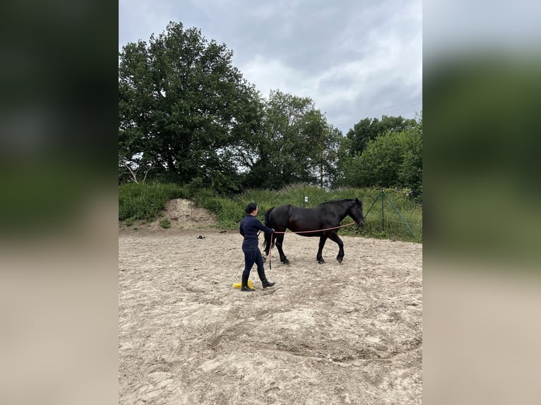 Noriker Stute 6 Jahre 156 cm Rappe in Thuine