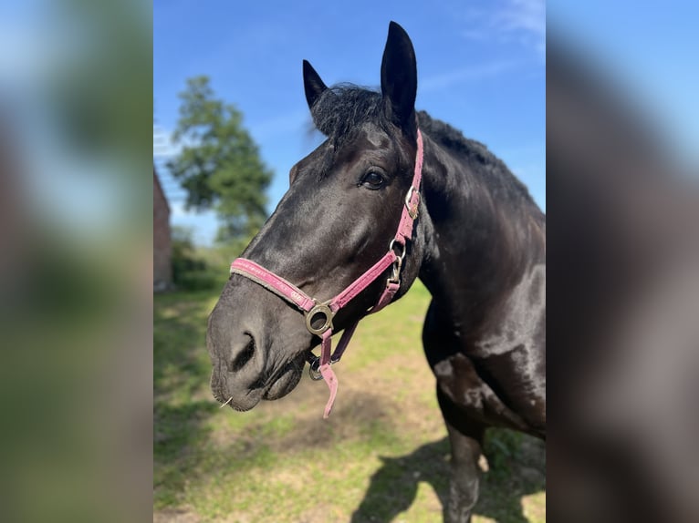 Noriker Stute 6 Jahre 156 cm Rappe in Thuine