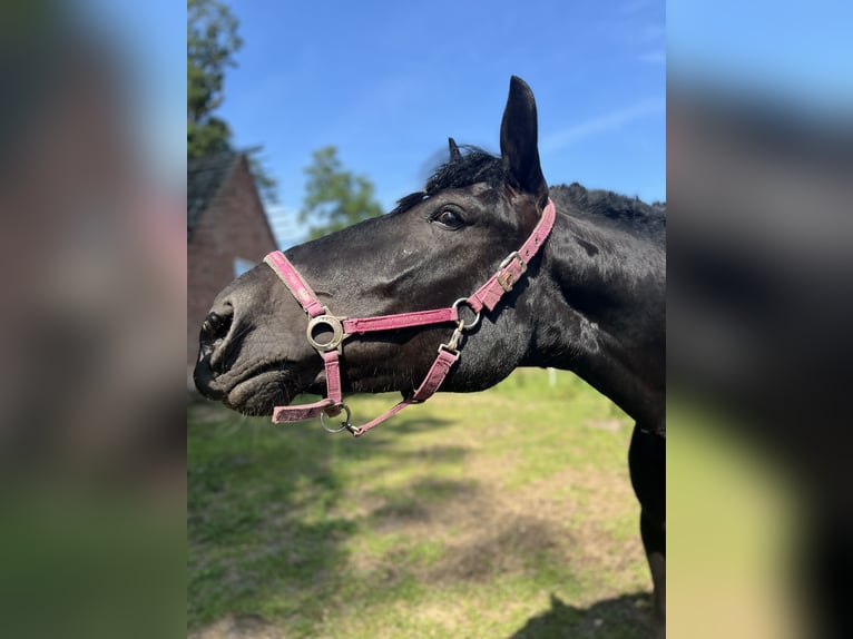 Noriker Stute 6 Jahre 156 cm Rappe in Thuine