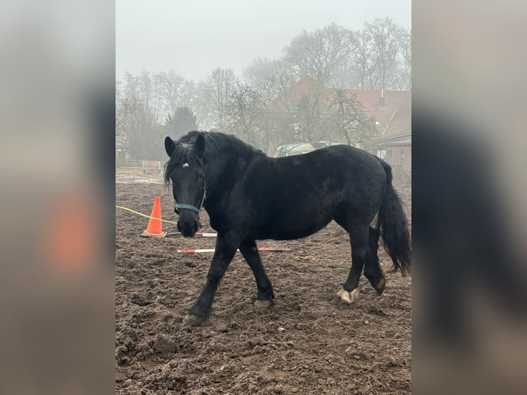 Noriker Stute 6 Jahre 156 cm Rappe in Thuine