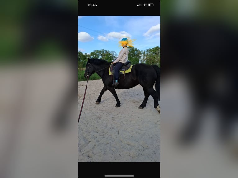 Noriker Stute 6 Jahre 156 cm Rappe in Thuine