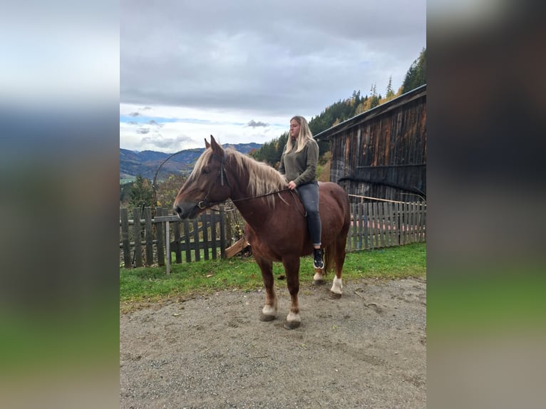 Noriker Stute 6 Jahre 157 cm Rotfuchs in Kapfenberg