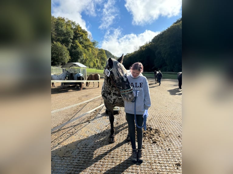 Noriker Stute 6 Jahre 159 cm in Küssaberg