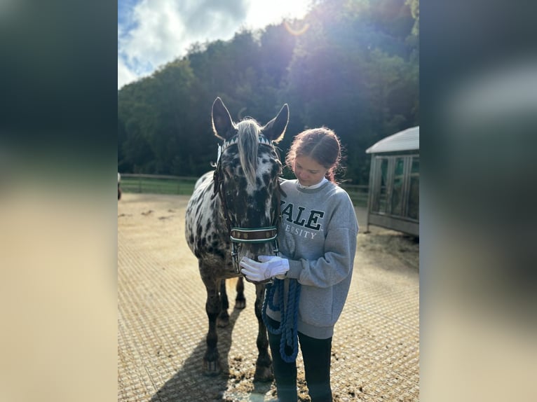 Noriker Stute 6 Jahre 159 cm in Küssaberg