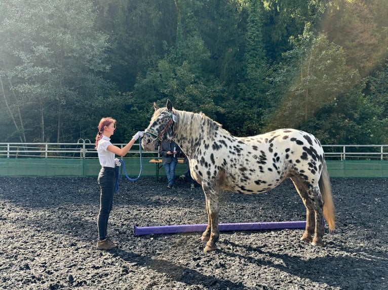 Noriker Stute 6 Jahre 159 cm in Küssaberg