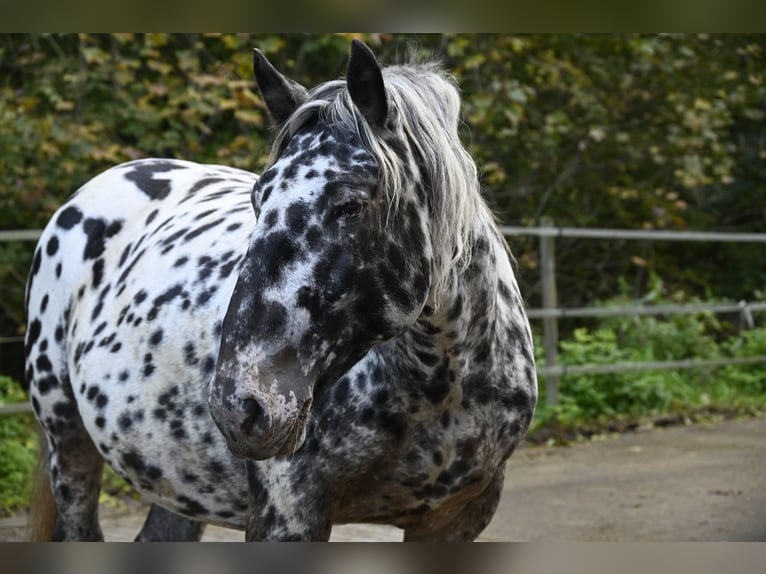 Noriker Stute 6 Jahre 159 cm in Küssaberg