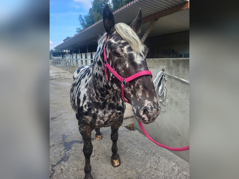 Noriker Stute 6 Jahre 159 cm in Küssaberg