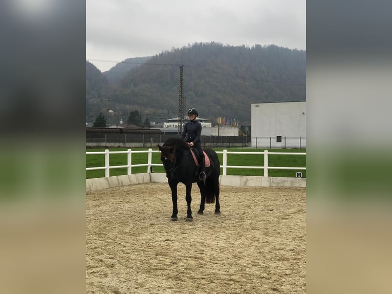 Noriker Stute 6 Jahre 163 cm Rappe in WiedenBad Hofgastein