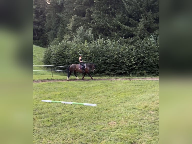 Noriker Stute 6 Jahre 164 cm Schwarzbrauner in Murau