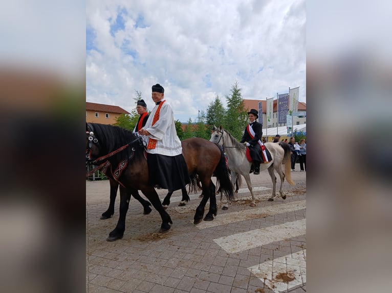 Noriker Stute 6 Jahre 165 cm Rappe in Ravensburg