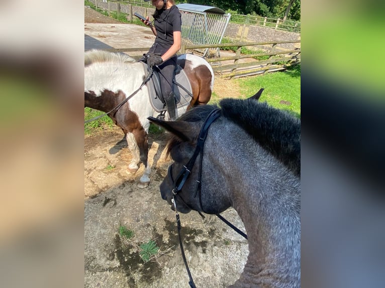 Noriker Stute 6 Jahre 165 cm Roan-Blue in Wadersloh