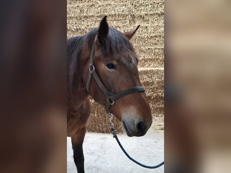 Noriker Stute 6 Jahre 165 cm Schwarzbrauner in Mettlen