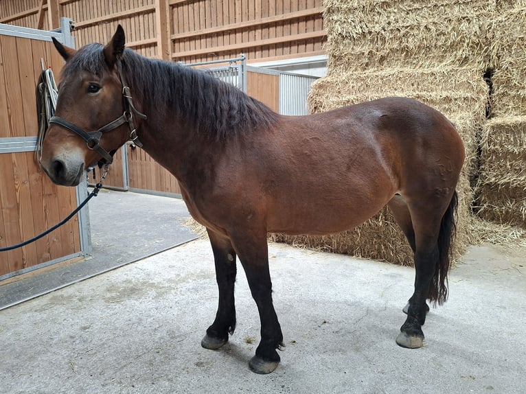Noriker Stute 6 Jahre 165 cm Schwarzbrauner in Mettlen
