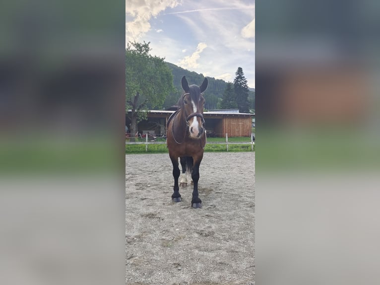 Noriker Stute 7 Jahre 156 cm Dunkelbrauner in Obergottesfeld