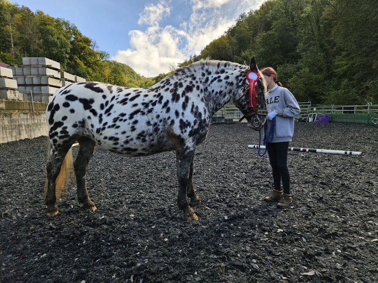 Noriker Stute 7 Jahre 159 cm in Küssaberg