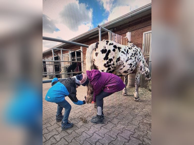 Noriker Stute 7 Jahre 160 cm in Mellingen