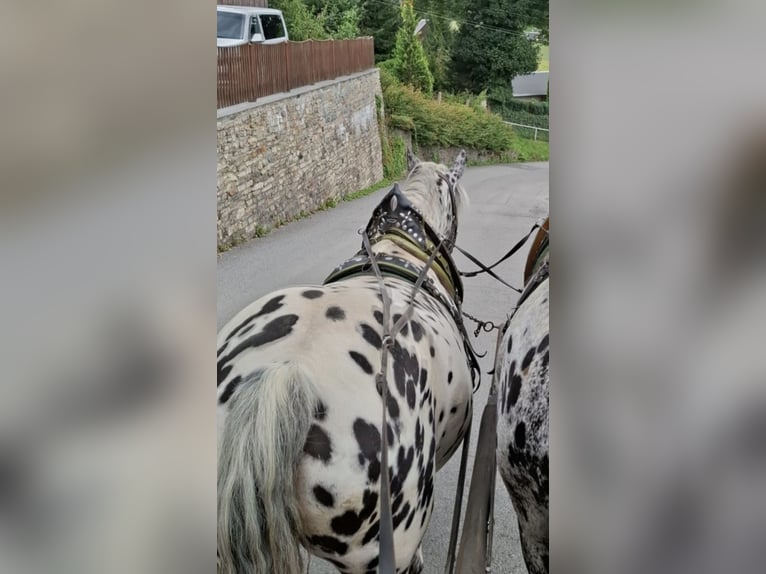 Noriker Stute 7 Jahre 160 cm in Mellingen