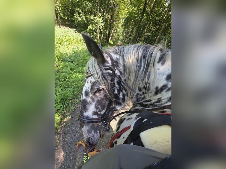 Noriker Stute 7 Jahre 160 cm in Mellingen