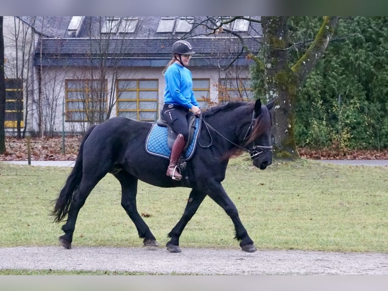 Noriker Stute 7 Jahre 161 cm Rappe in Villach